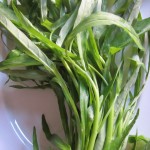 Morning Glory or Water Spinach